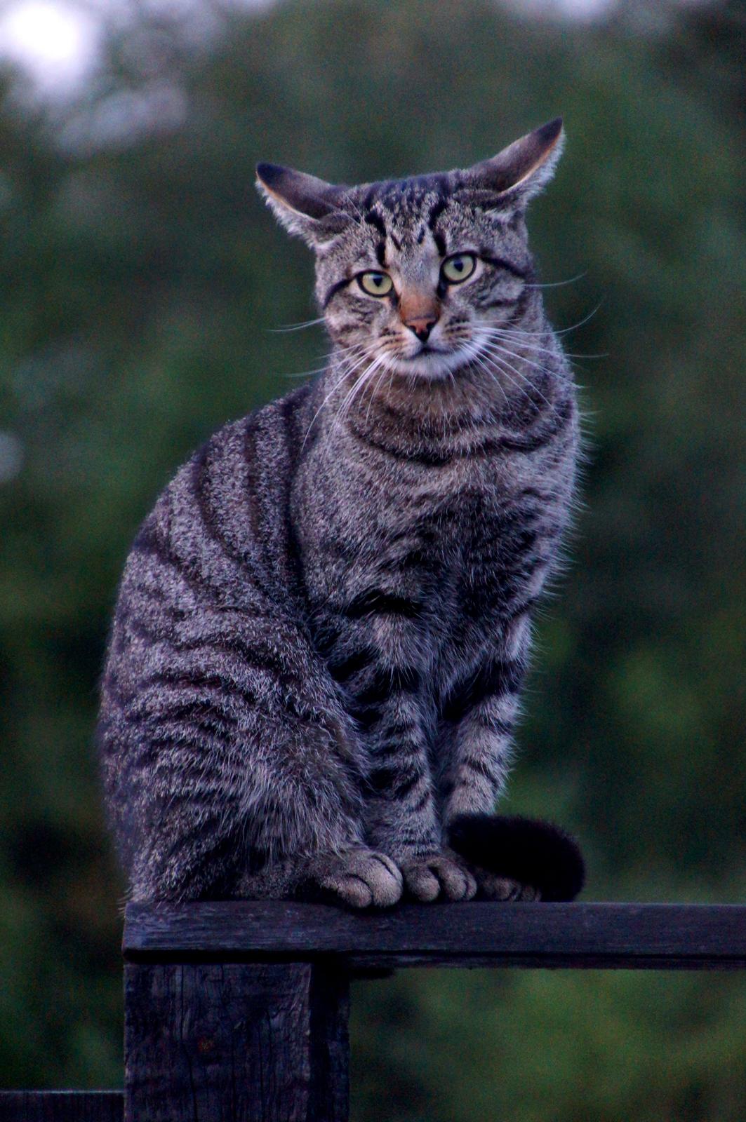 Blanding af racer Felix billede 31