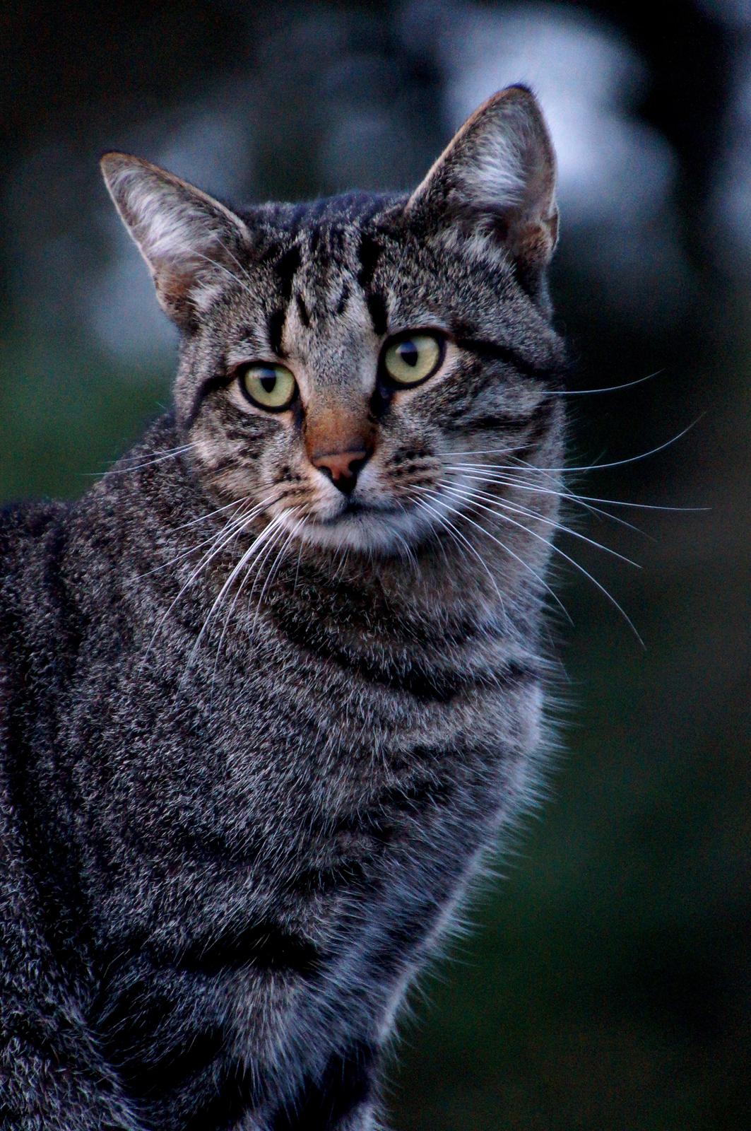 Blanding af racer Felix billede 33