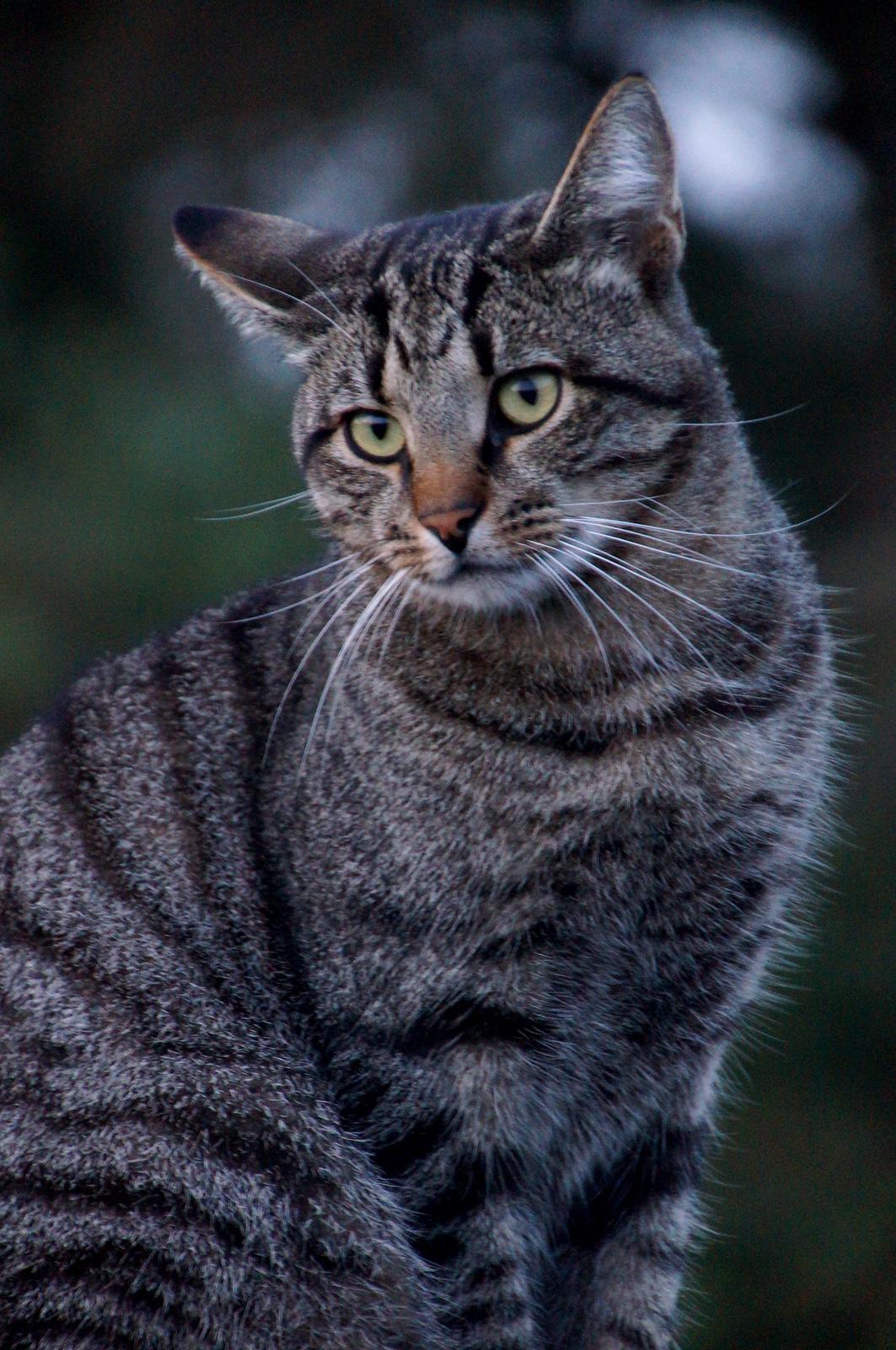 Blanding af racer Felix billede 14