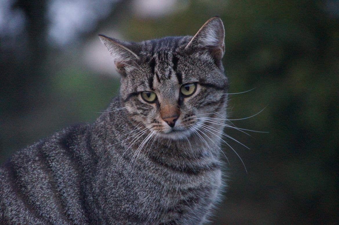 Blanding af racer Felix billede 34