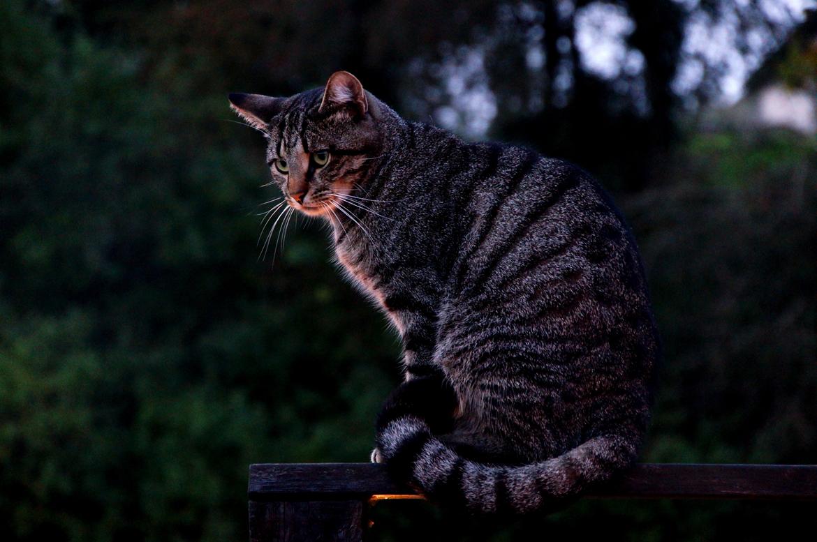 Blanding af racer Felix billede 37