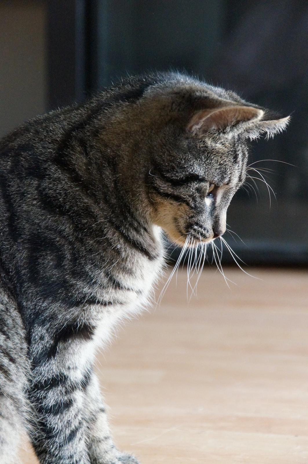 Blanding af racer Sam billede 27