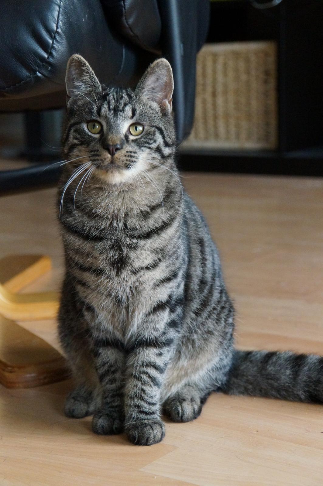 Blanding af racer Sam billede 32