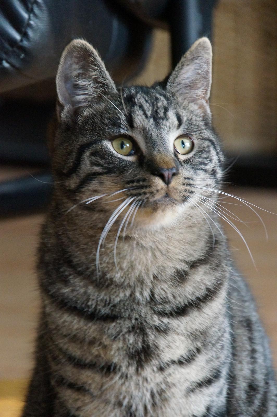 Blanding af racer Sam billede 30