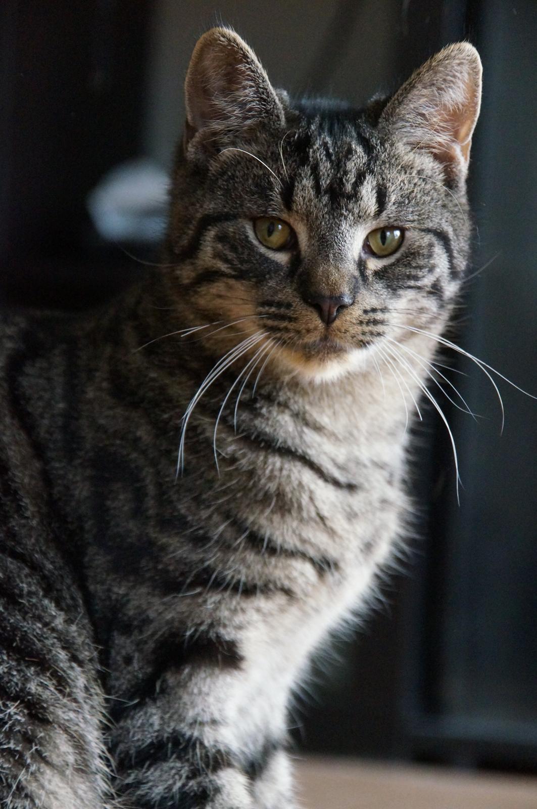 Blanding af racer Sam billede 36