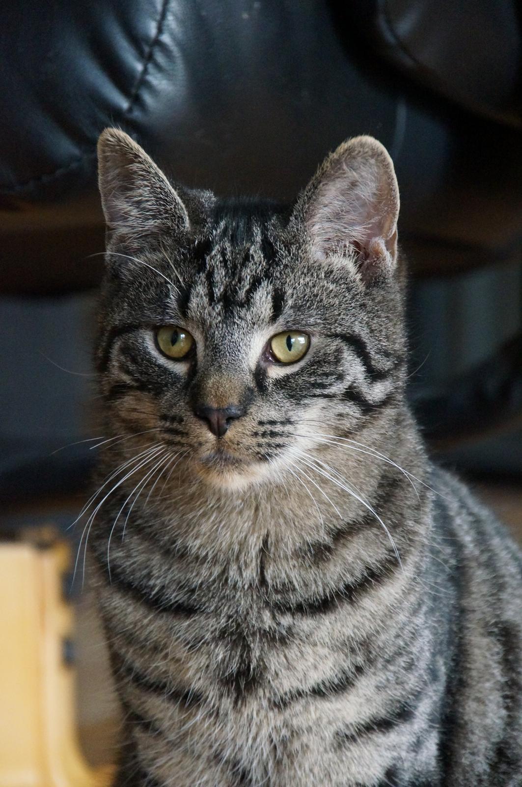 Blanding af racer Sam billede 37