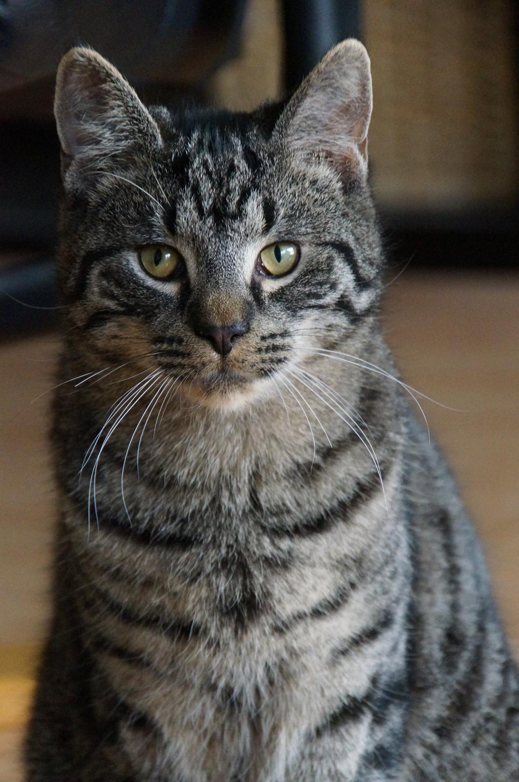 Blanding af racer Sam billede 26