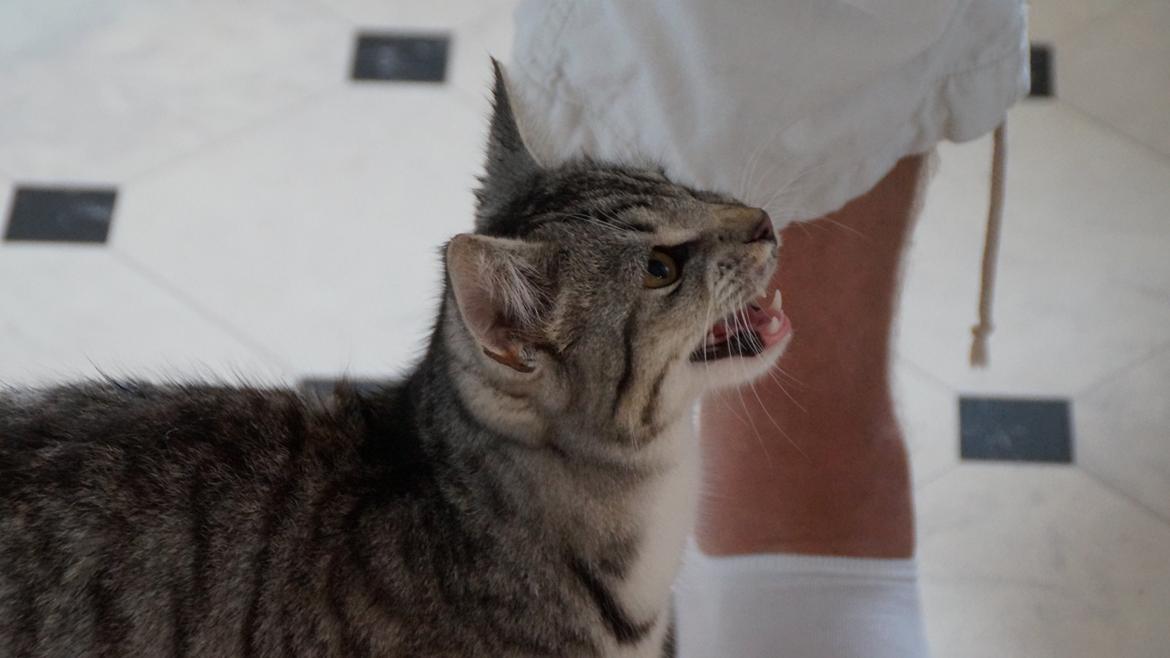 Blanding af racer Punktum billede 6