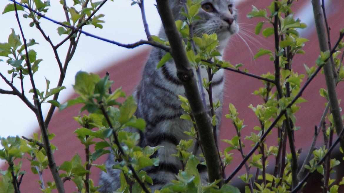 Blanding af racer Punktum billede 11