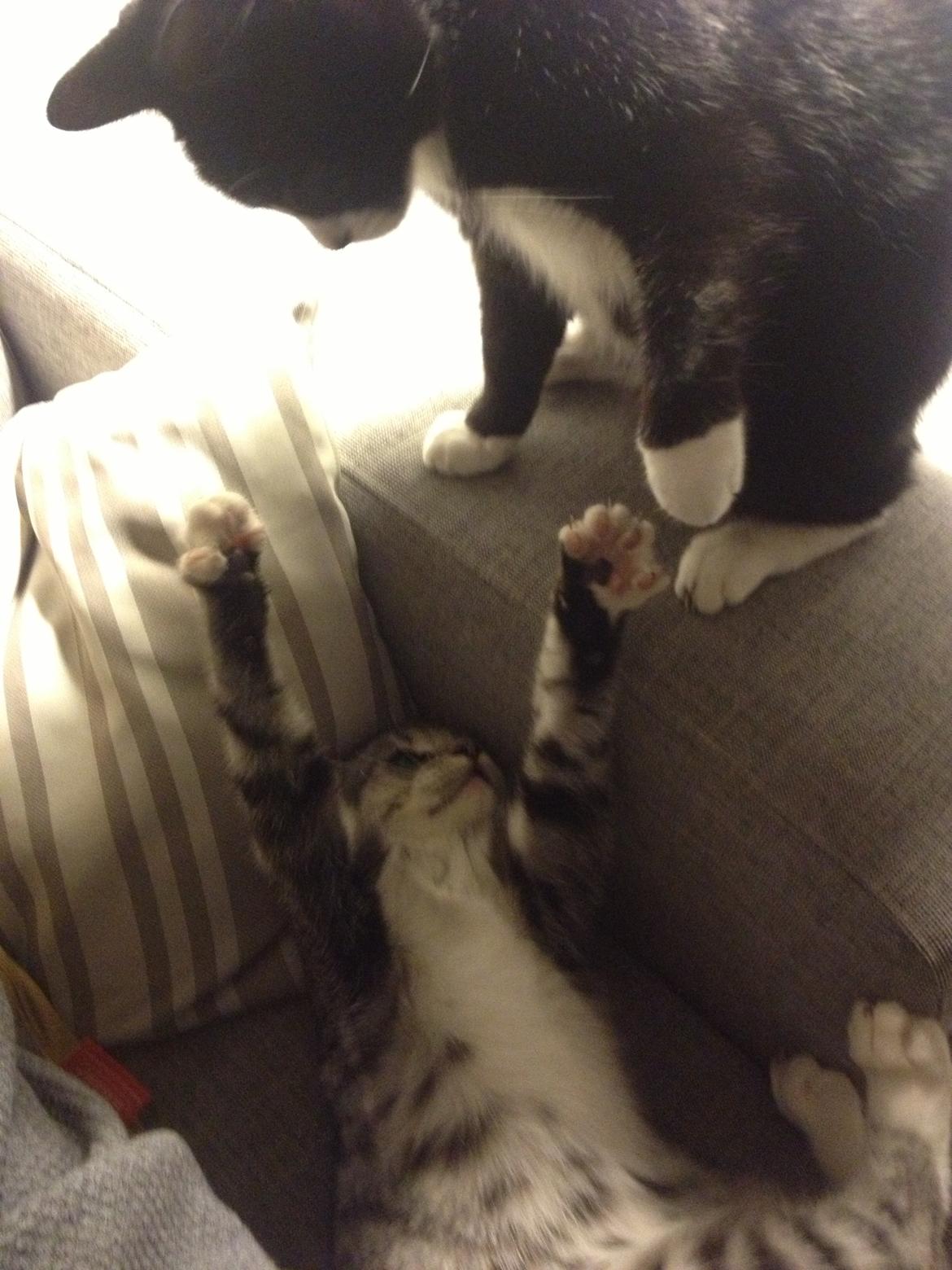 Blanding af racer Punktum billede 8