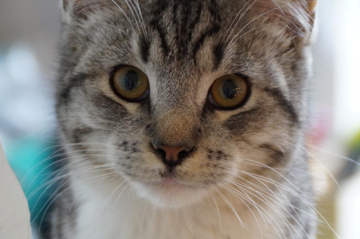 Blanding af racer Punktum billede 1