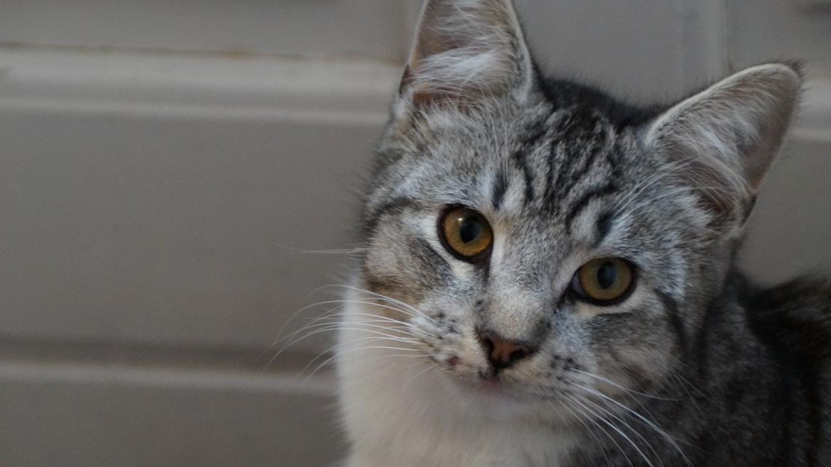 Blanding af racer Punktum billede 3