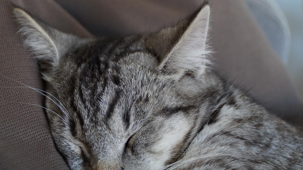 Blanding af racer Punktum billede 10