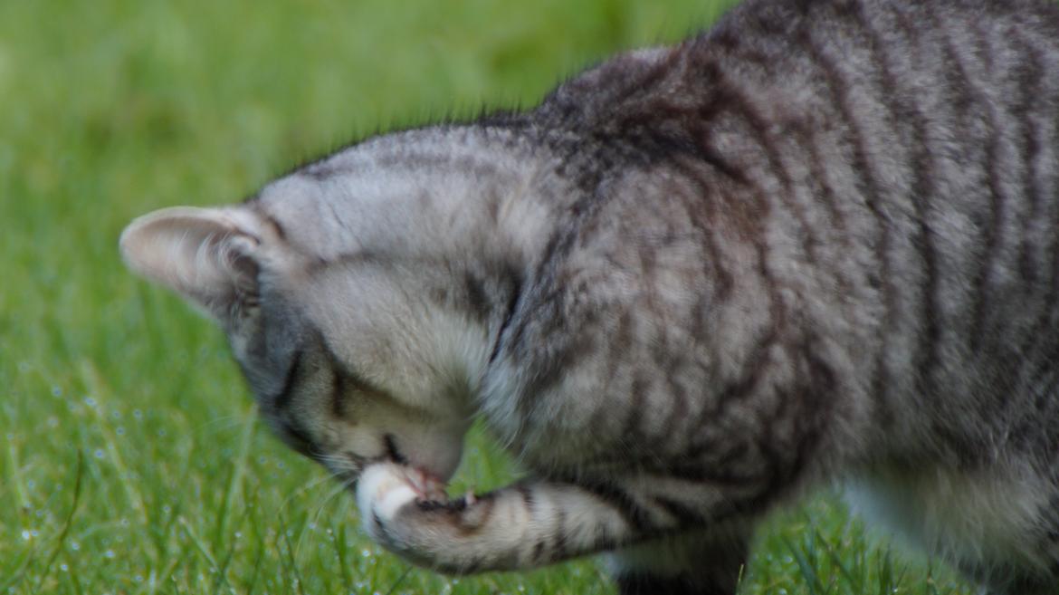 Blanding af racer Punktum billede 9