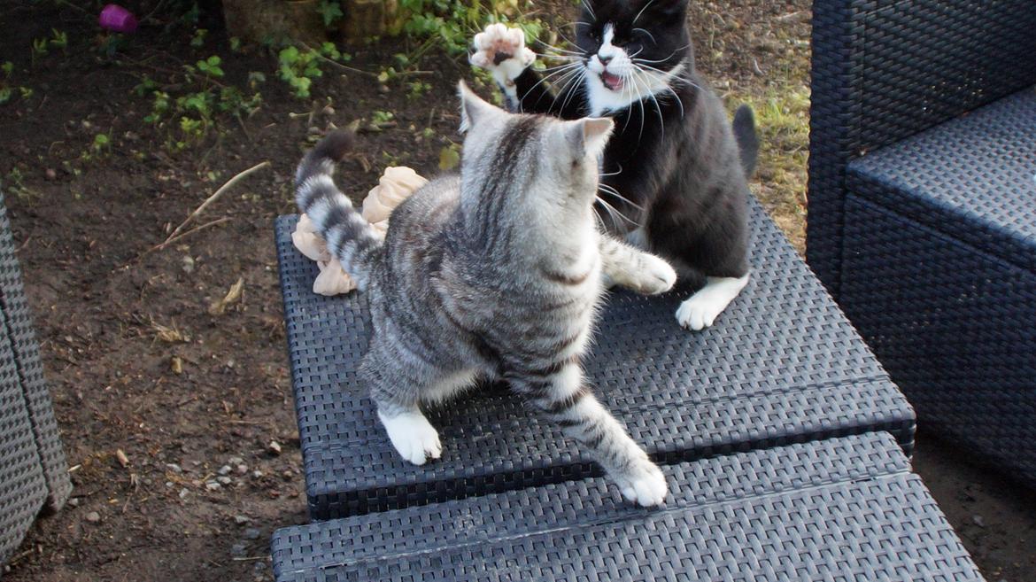 Blanding af racer Punktum billede 4