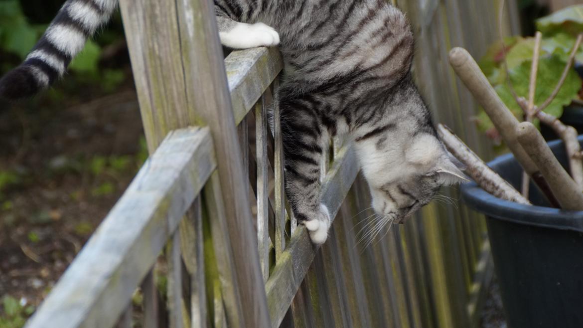 Blanding af racer Punktum billede 12