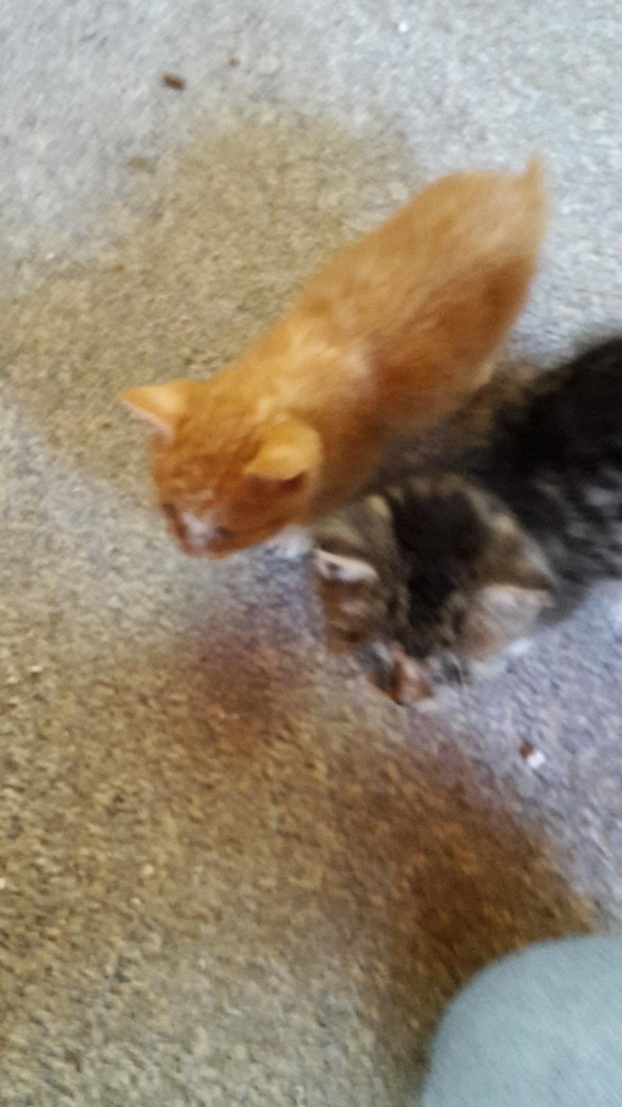 Blanding af racer mevse billede 14