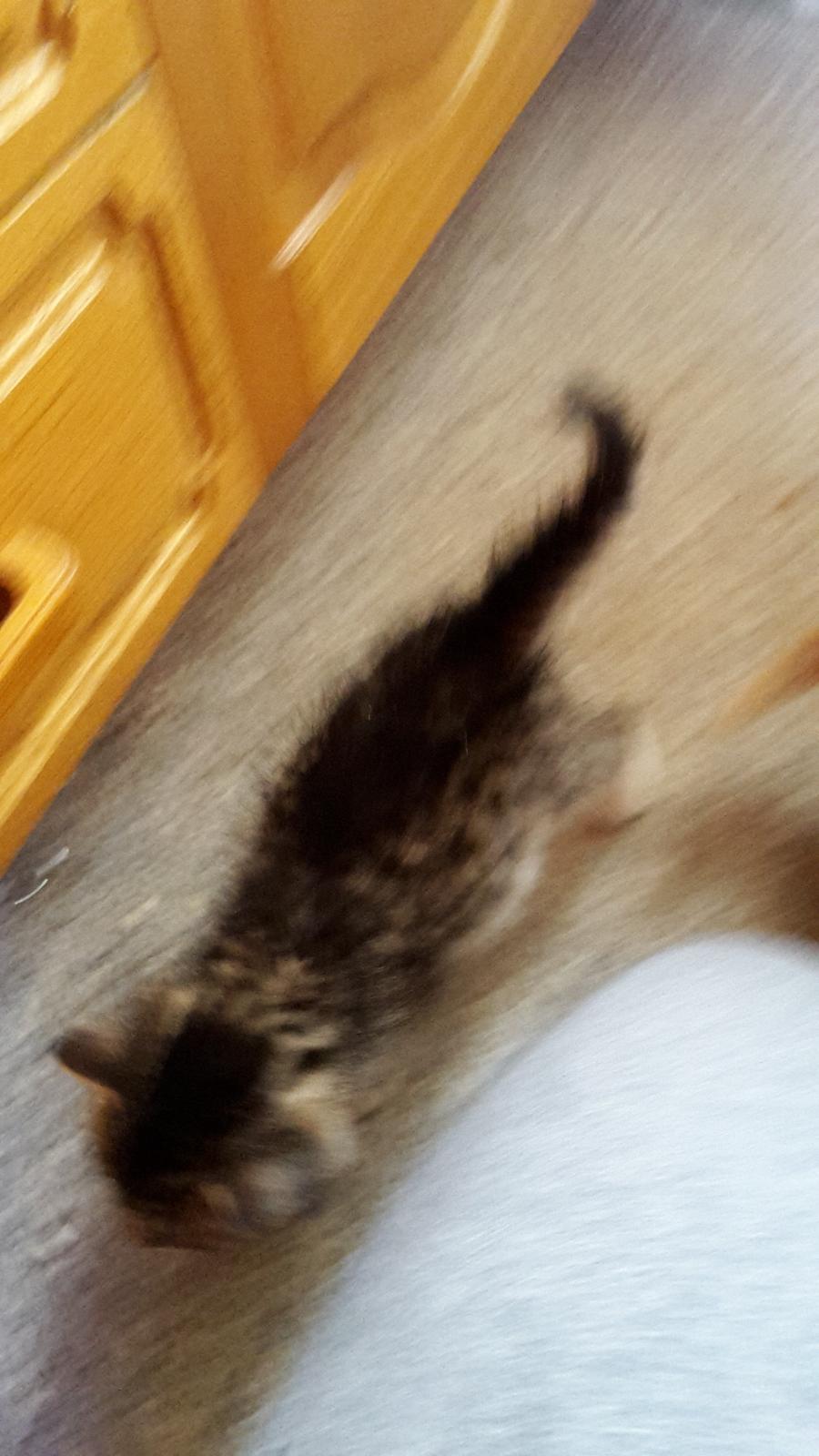 Blanding af racer mevse billede 15