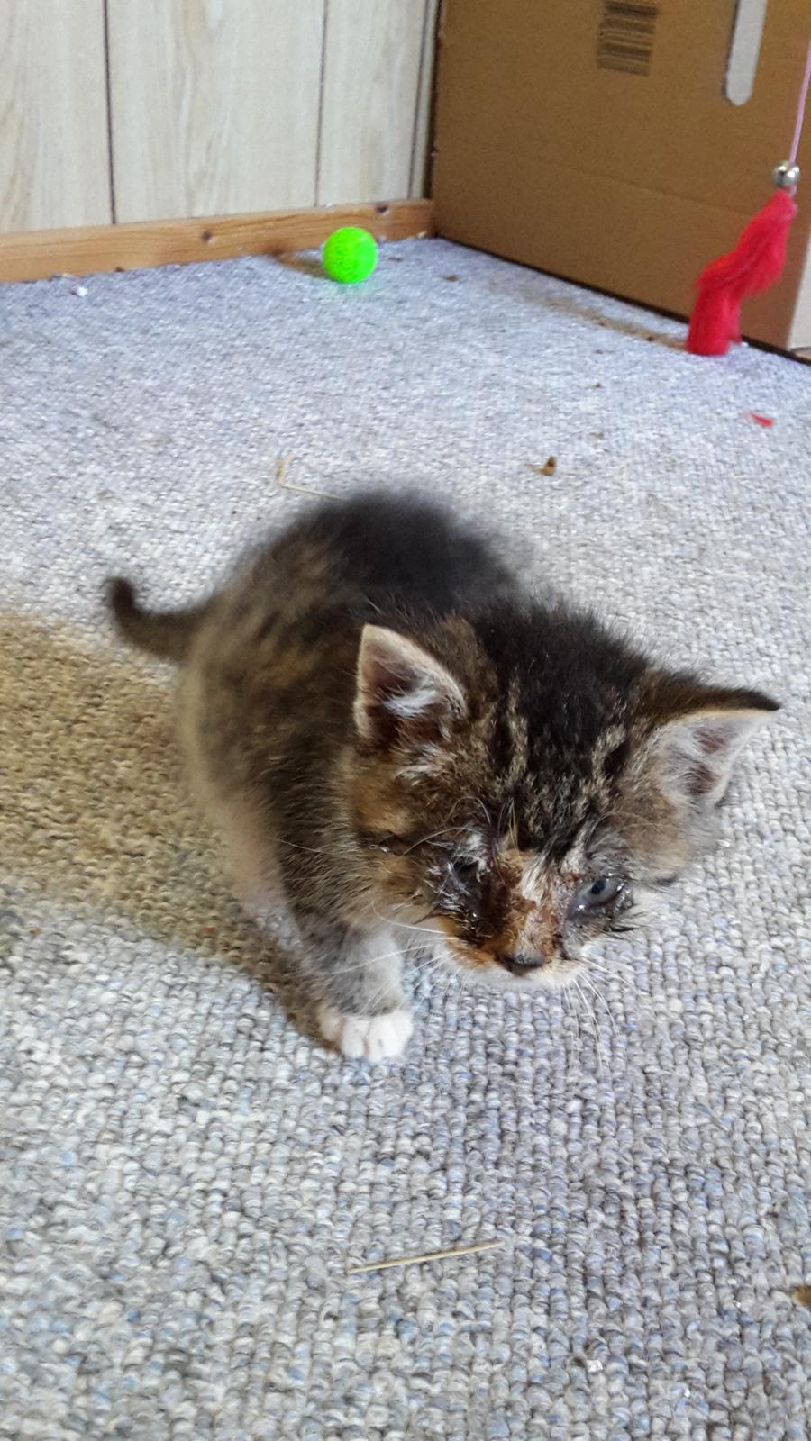 Blanding af racer mevse billede 16