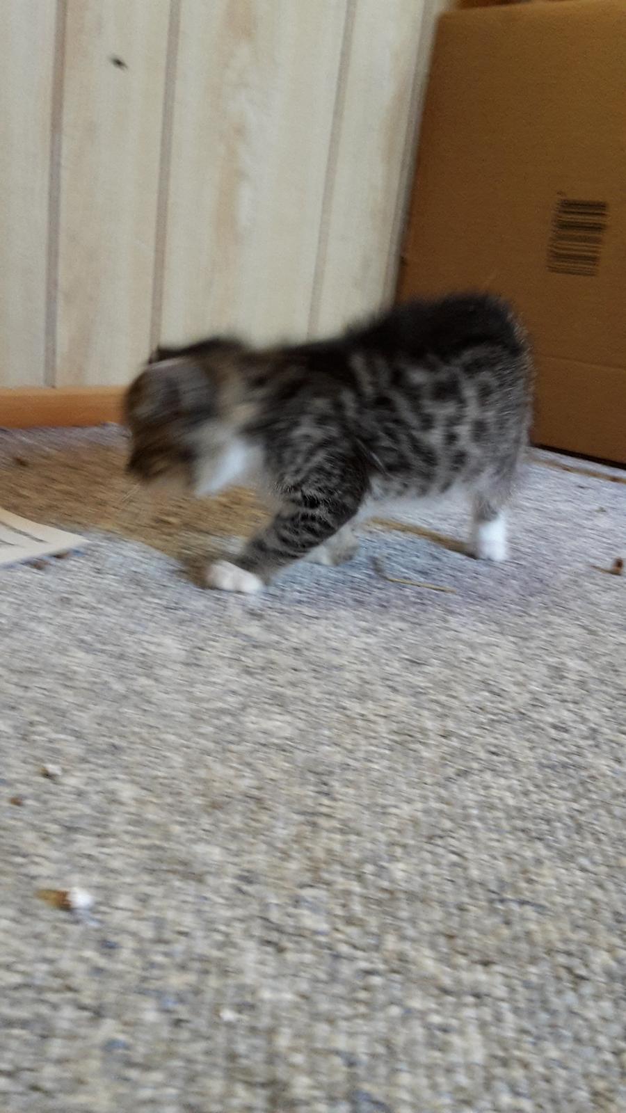 Blanding af racer mevse billede 17