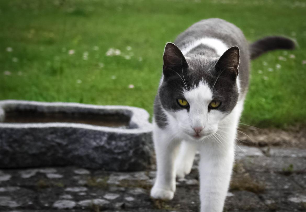 Huskat Anton billede 7
