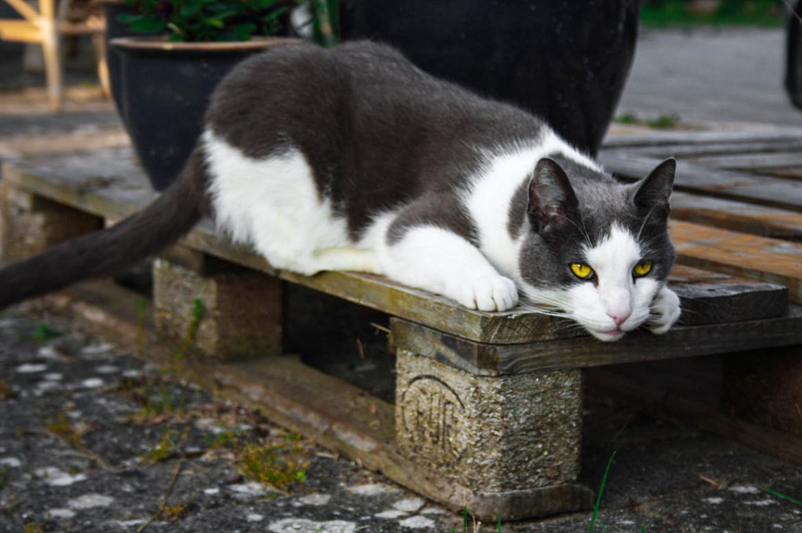 Huskat Anton billede 5