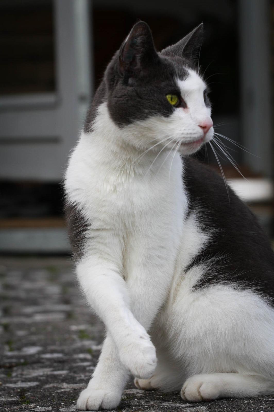 Huskat Anton billede 4