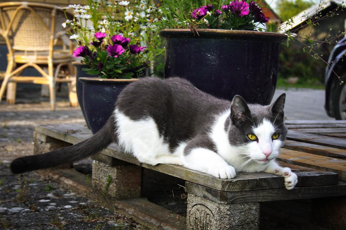 Huskat Anton billede 6