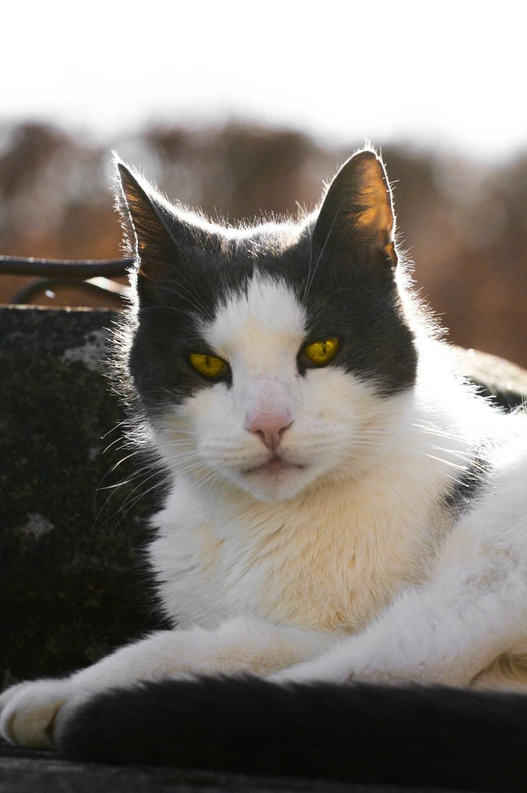 Huskat Anton billede 1