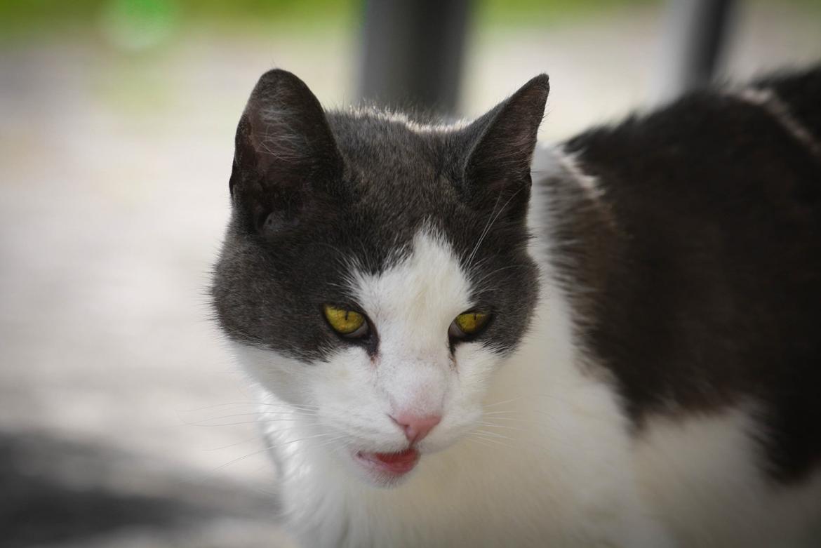 Huskat Anton billede 8