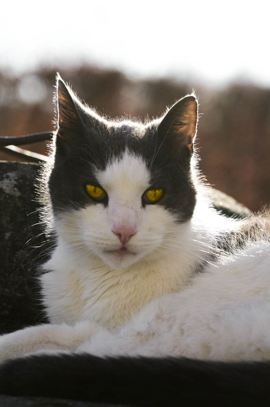 Huskat Anton billede 2