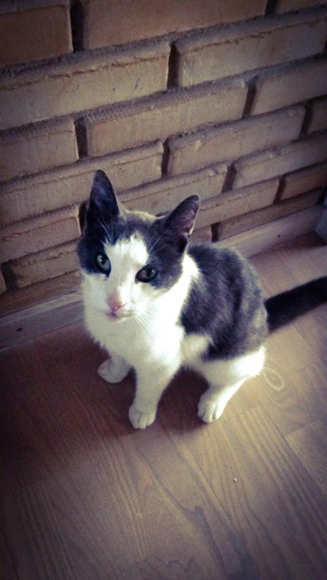 Huskat Anton billede 10