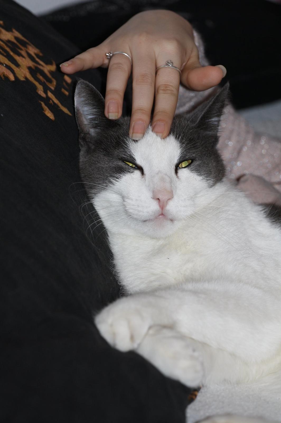 Huskat Anton billede 14