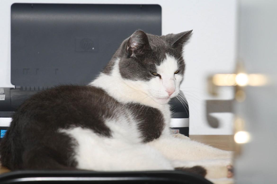 Huskat Anton billede 15