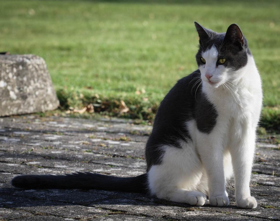 Huskat Anton billede 11