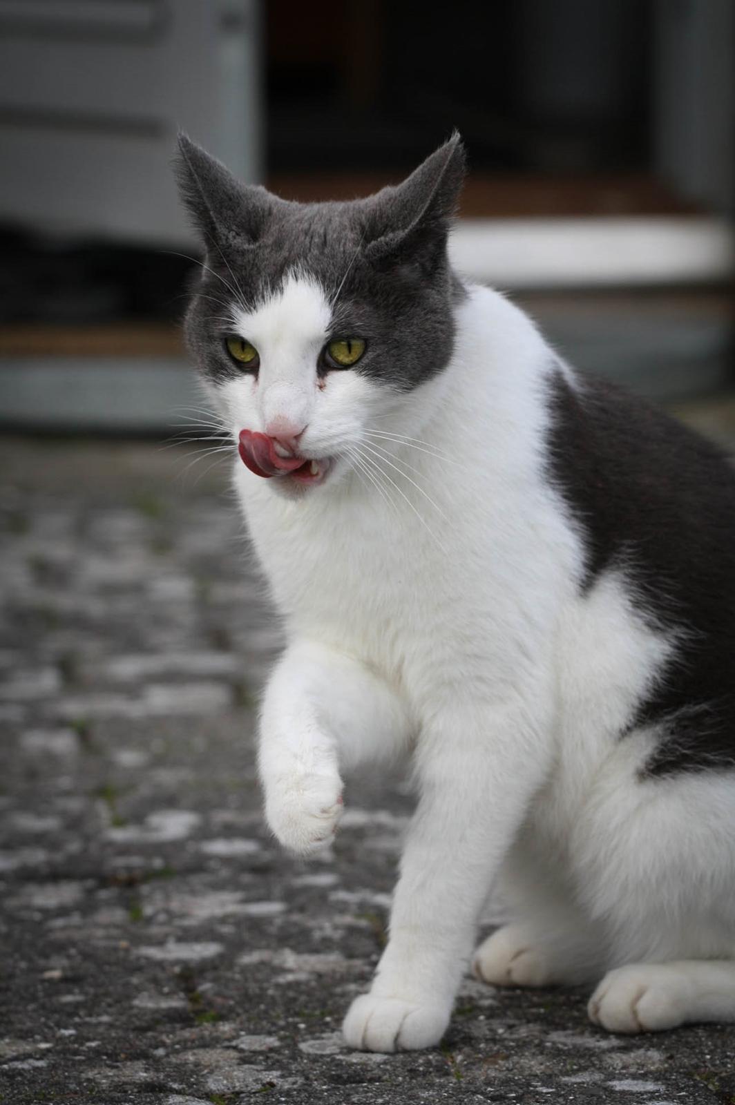Huskat Anton billede 18