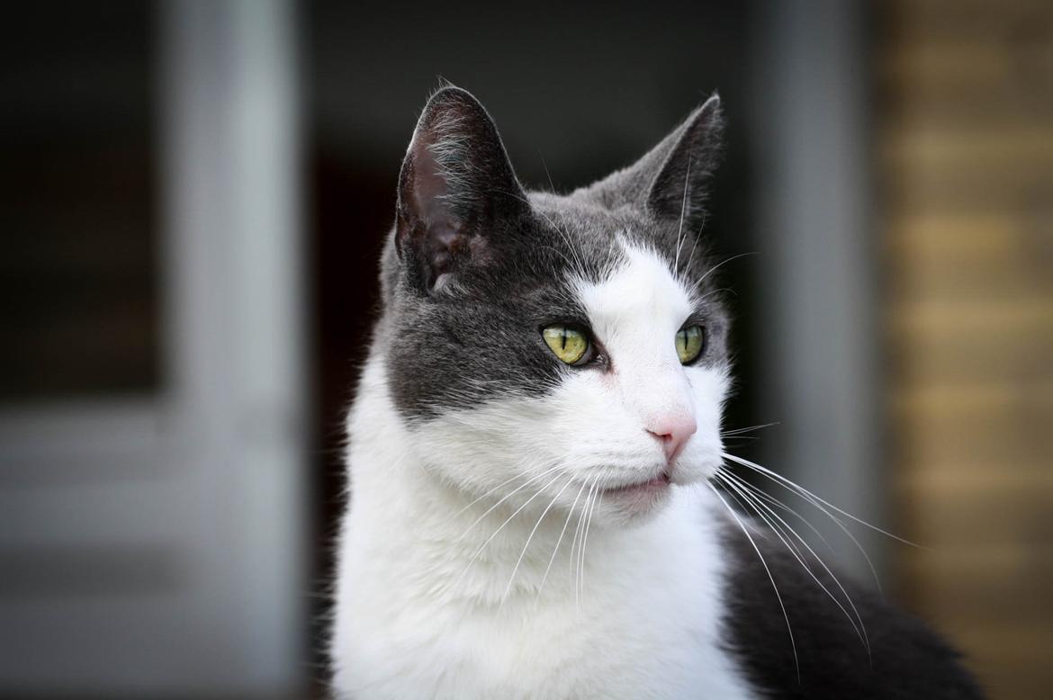 Huskat Anton billede 3