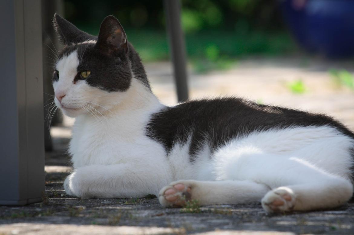 Huskat Anton billede 13