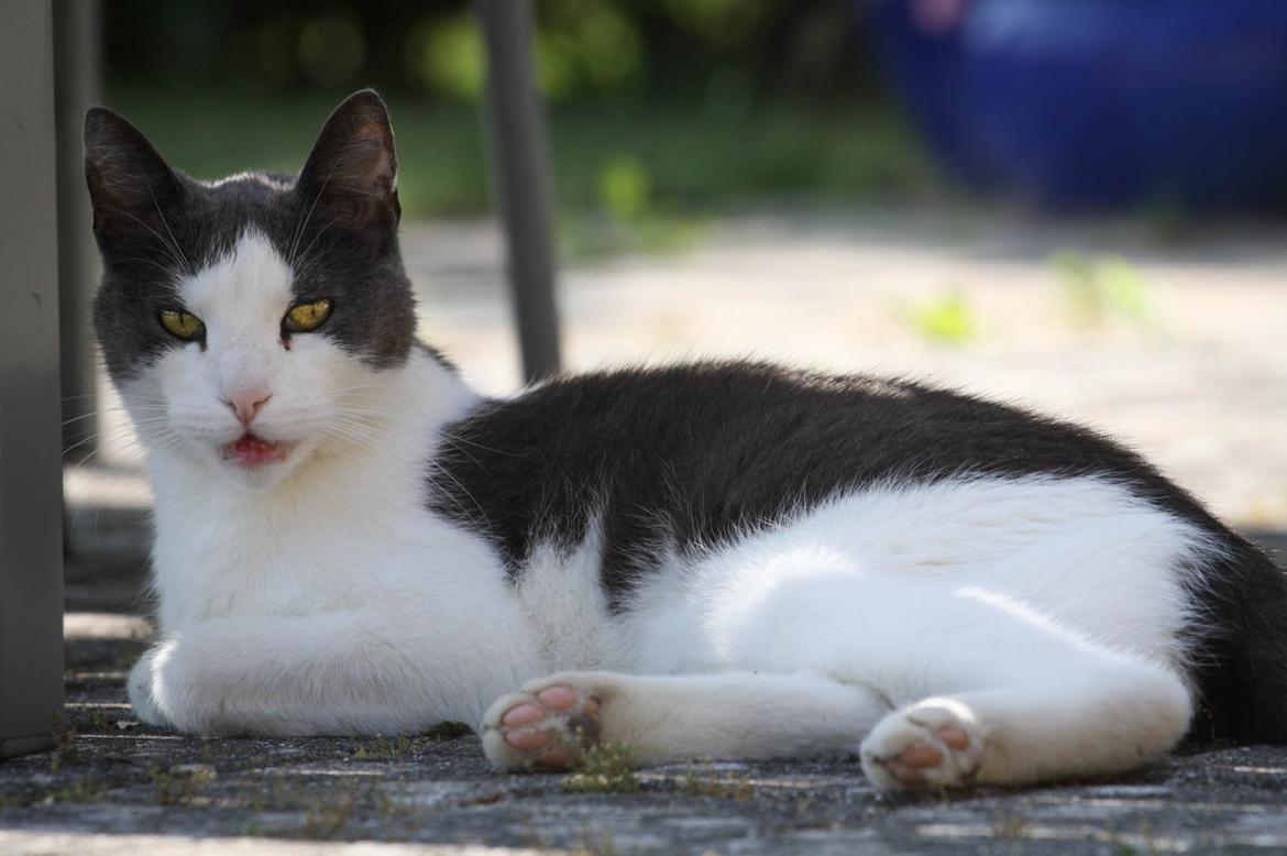 Huskat Anton billede 12