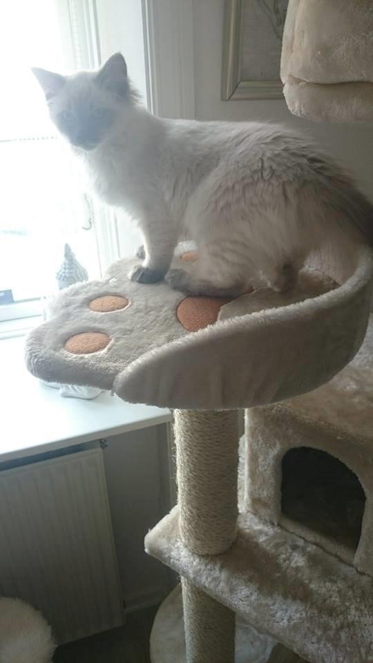 Blanding af racer Dolly billede 4