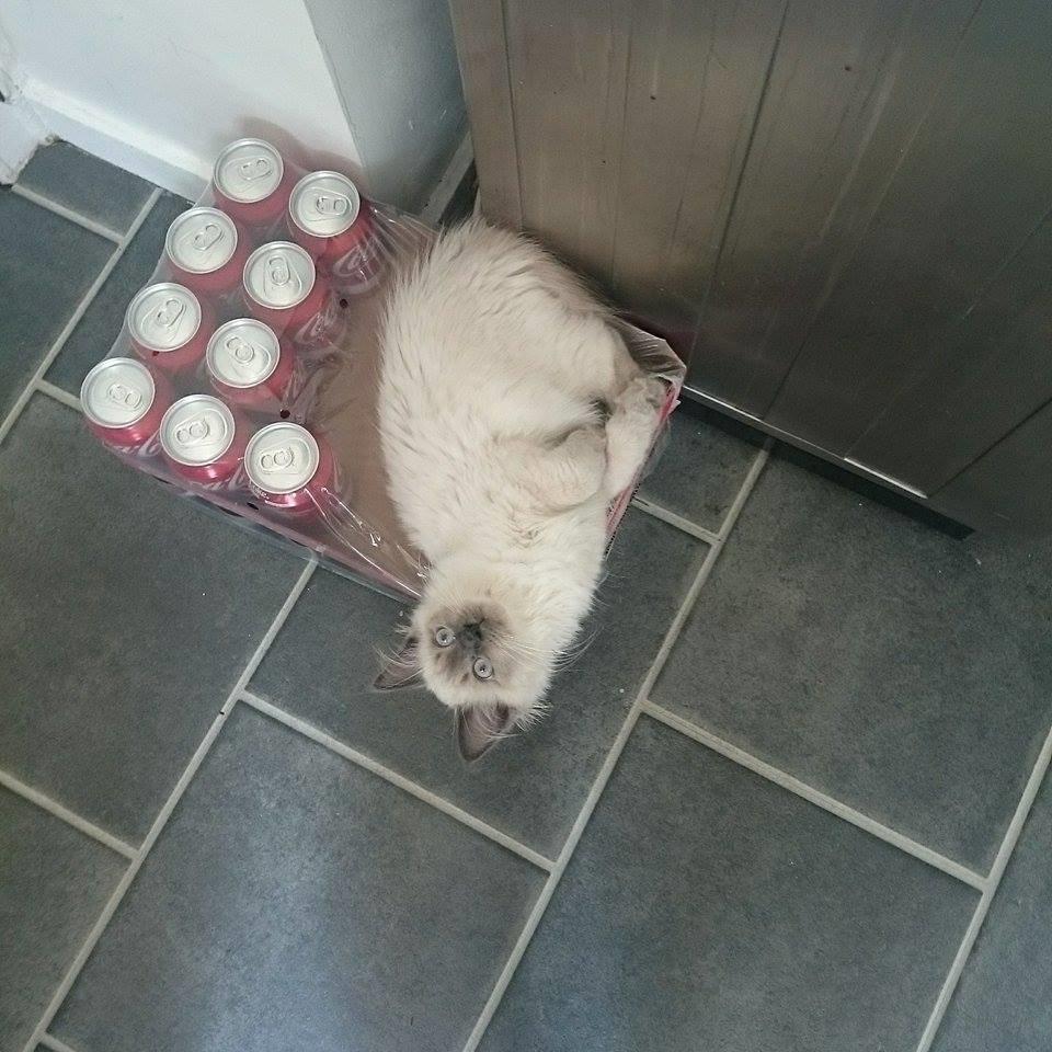 Blanding af racer Dolly billede 5