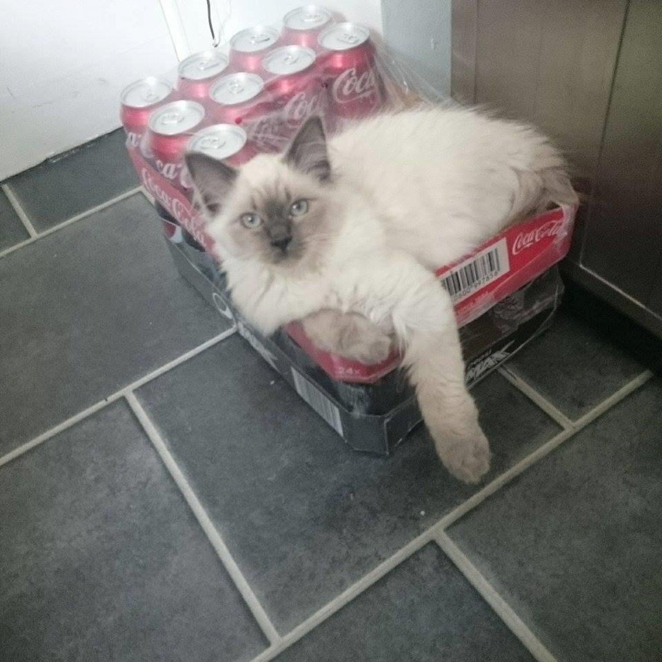 Blanding af racer Dolly - Cola kassen ude i køkkenet er STEDET, når der bliver lavet mad! Så er der godt overblik over alt hvad der sker.  billede 6