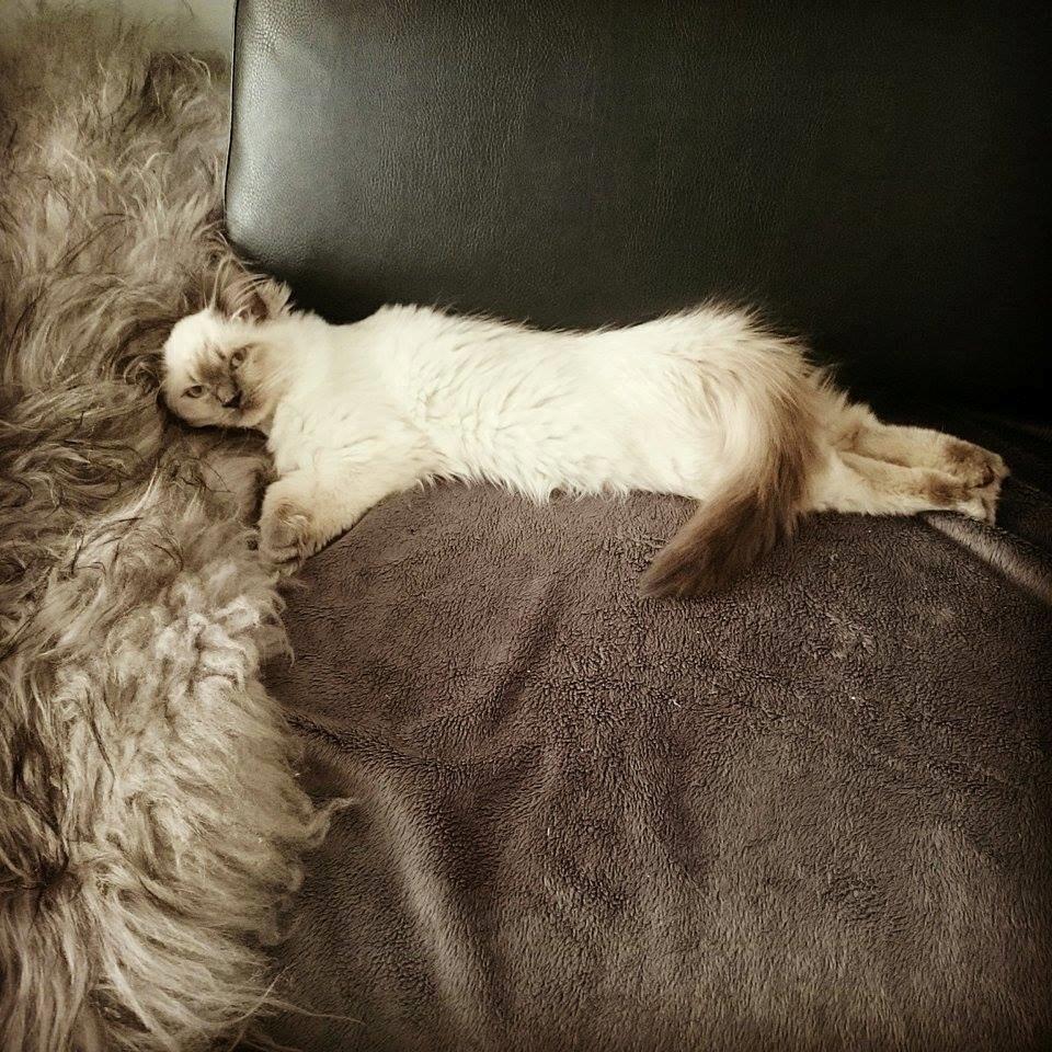 Blanding af racer Dolly billede 7