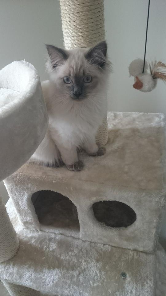 Blanding af racer Dolly billede 8