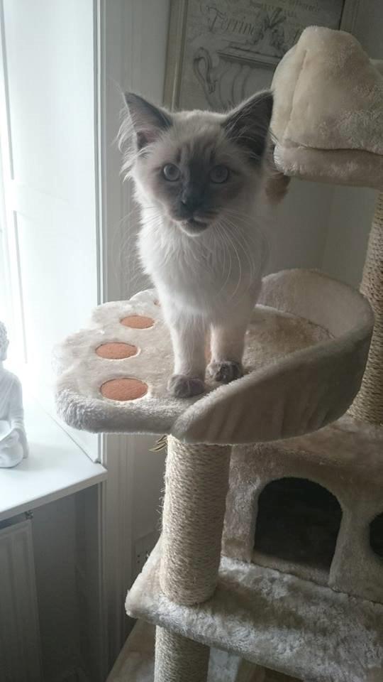 Blanding af racer Dolly billede 9