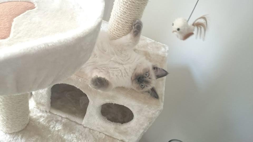 Blanding af racer Dolly billede 10