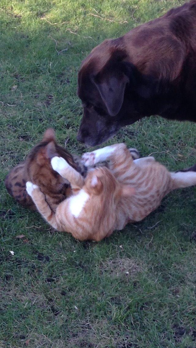 Bengal Max billede 41