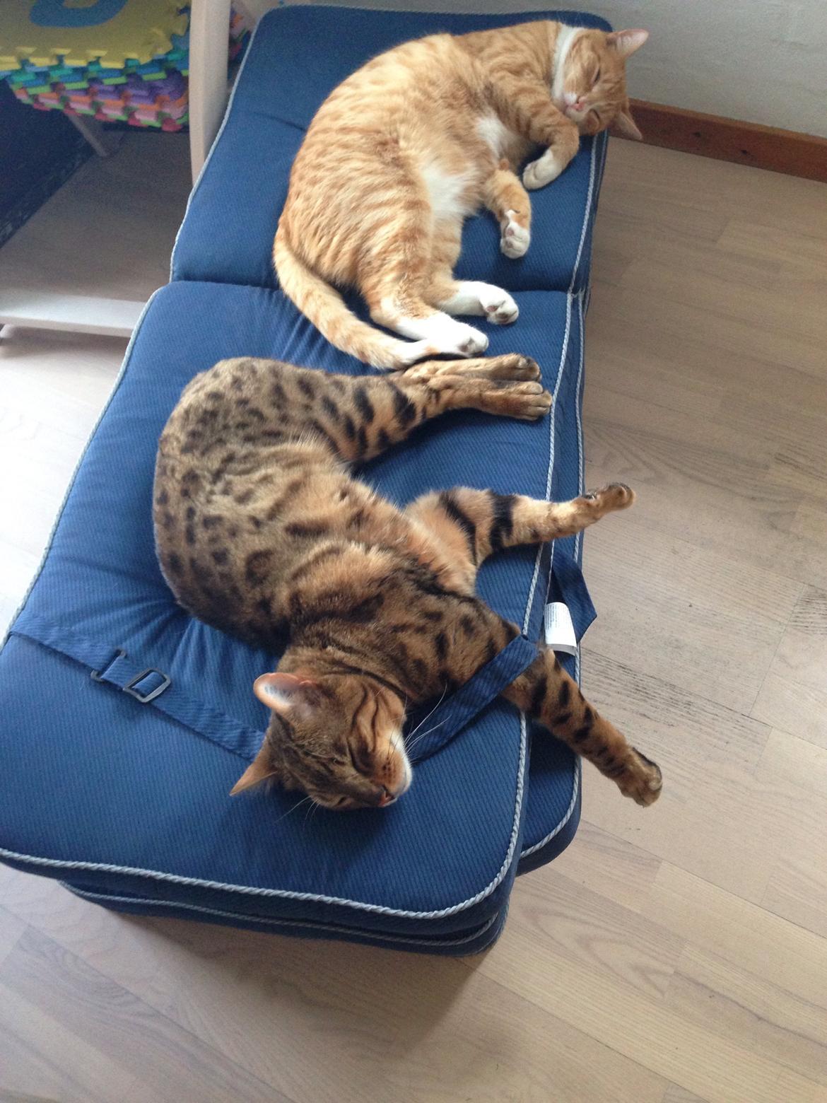 Bengal Max billede 49