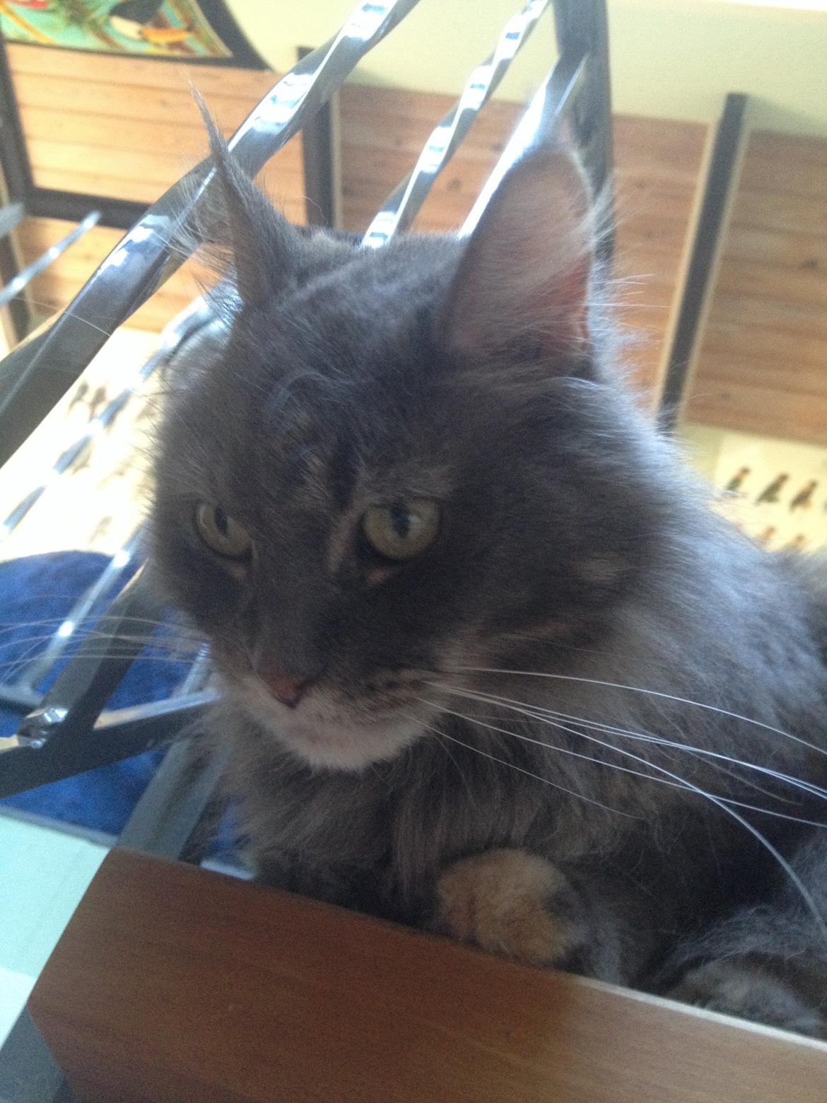 Maine Coon Aske billede 7