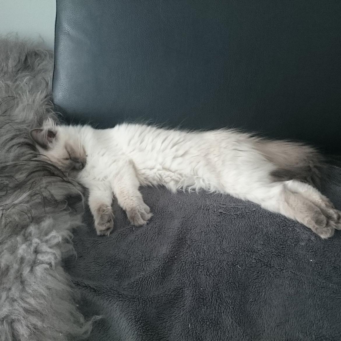 Blanding af racer Dolly billede 11